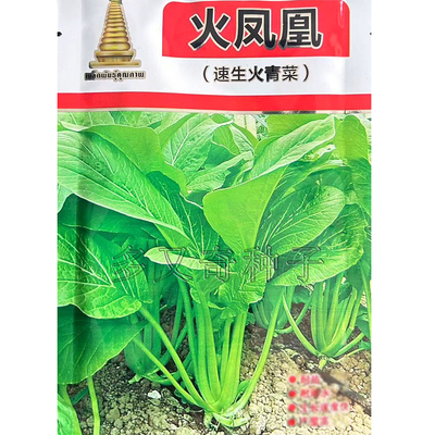 火青菜种子 春夏秋播耐湿热叶柄常绿小青菜籽口感好甜脆蔬菜种子