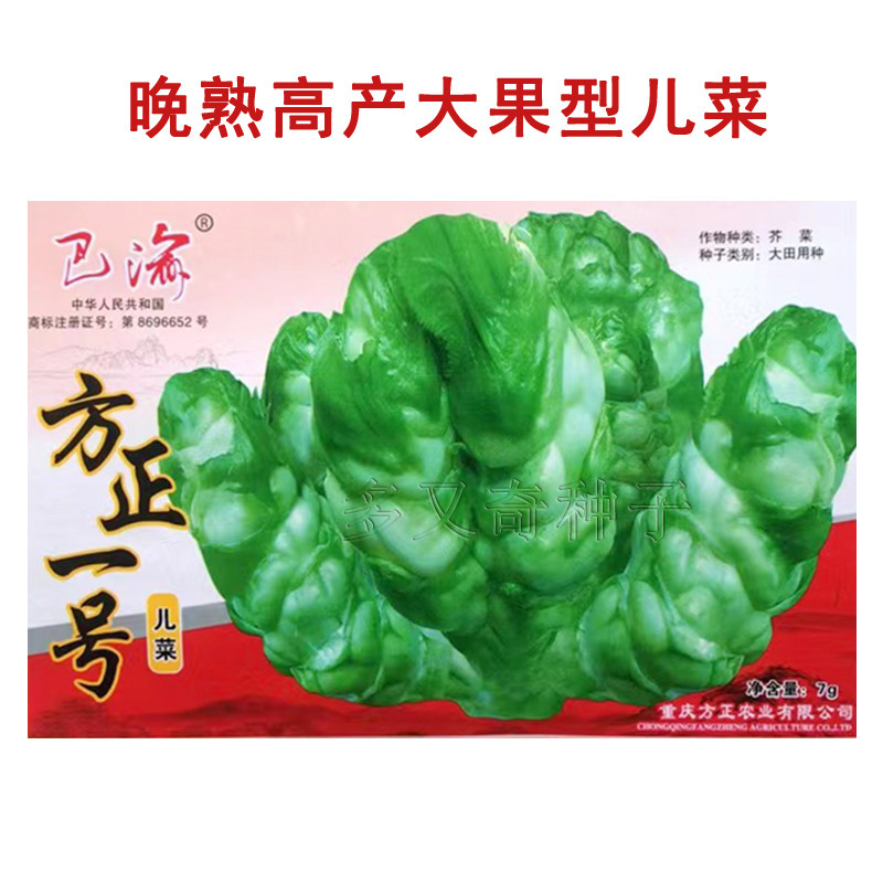 方正一号儿菜种子 重庆晚熟儿菜娃娃菜孢子芥菜种子 秋播蔬菜种子