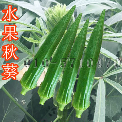 水果泰国进口耐老化黄秋葵种子