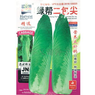 绿帮二包尖白菜种子 秋播大白菜种子口感好原名玉田二包尖白菜籽