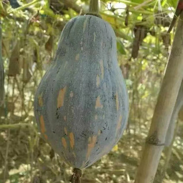绿亨香芋南瓜种子 老瓜土黄褐色橙黄肉细腻味甜香芋率高春秋蔬菜图片