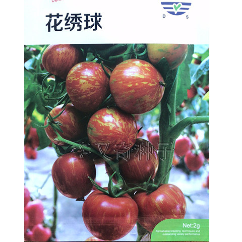 花绣球番茄种子 彩色小番茄种子家庭园艺种子