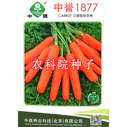 中誉1877胡萝卜种子 春秋中熟纤维少耐抽苔鲜食和榨汁农科院种子