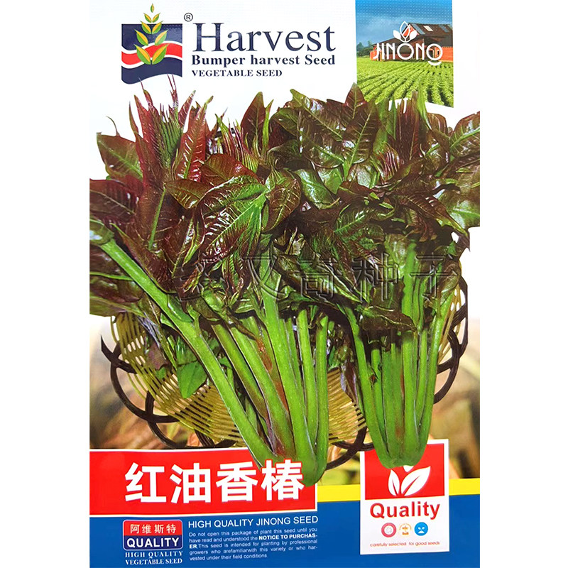 红油香椿种子 春播多年生芳香蔬菜种子椿头椿芽种子香椿籽种味浓