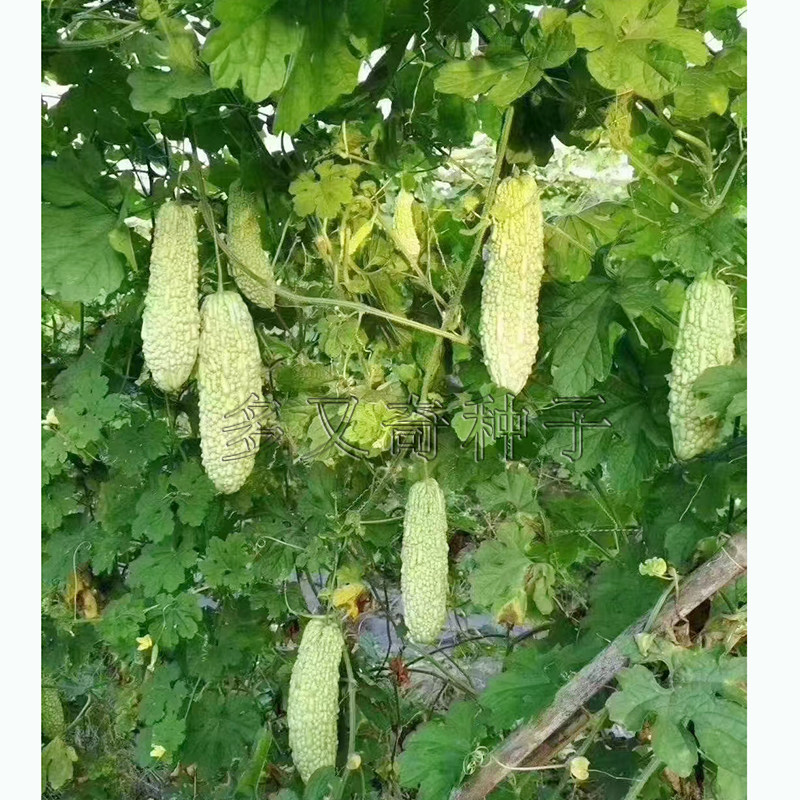 华玉苦瓜种子 中早熟黑籽淡绿白皮苦瓜籽质脆耐热凉瓜种子菜籽种