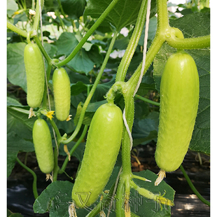 中农脆玉3号黄瓜种子 黄白皮浅绿瓤水果黄瓜种子脆甜口感好瓜把短