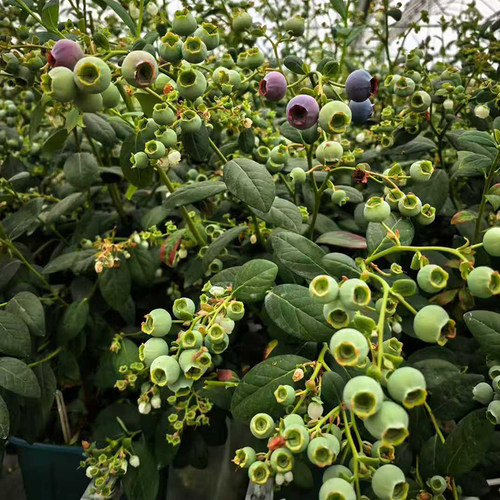 花香蓝莓F6L2529盆栽 早熟丰产大果口感纯甜蓝莓带果发货水果树苗