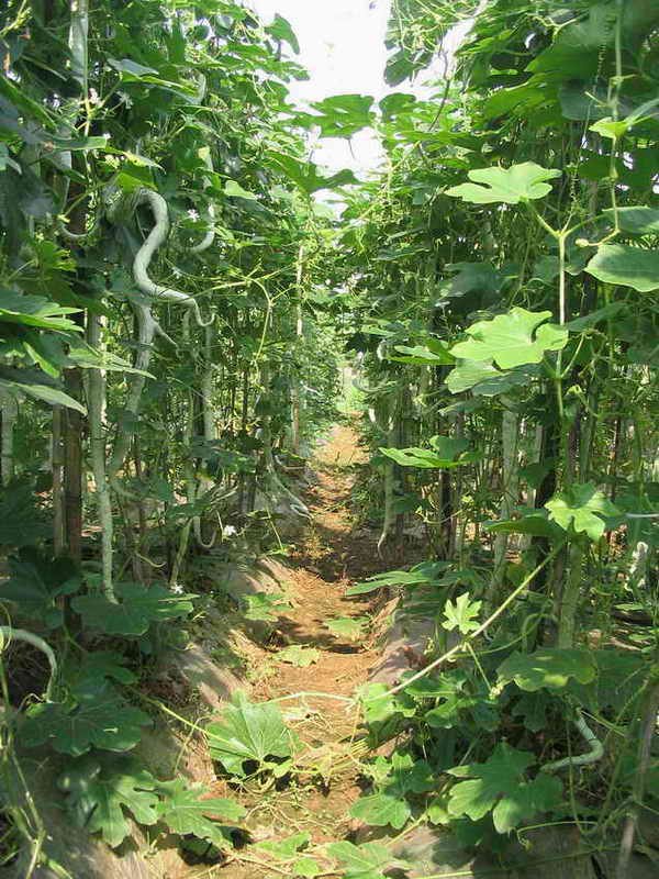 蛇瓜种子 长蛇豆种子 春播观赏食用蔬菜种子  观赏南瓜种子 20粒