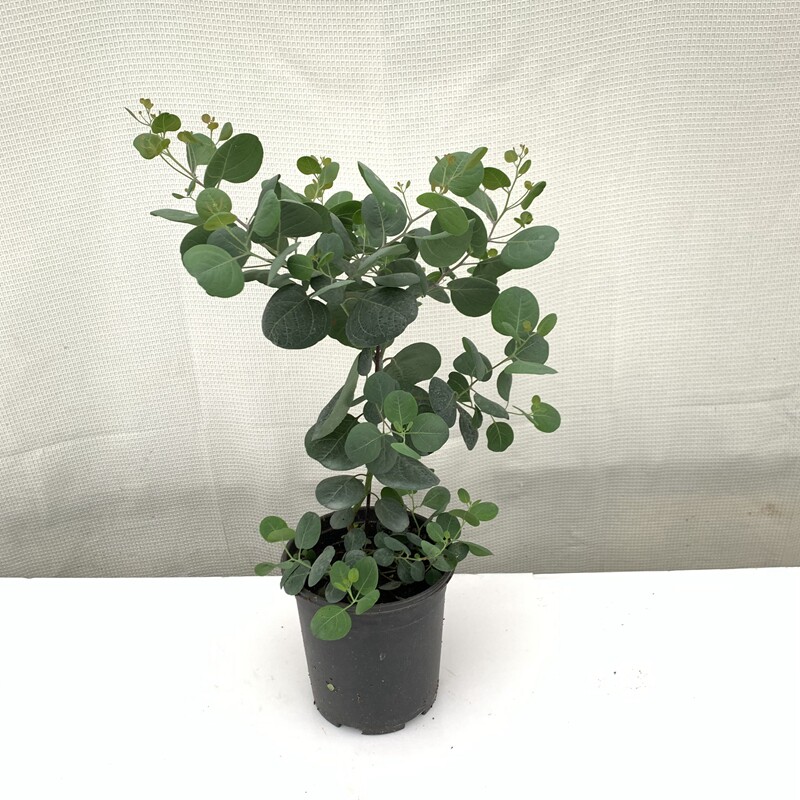 尤加利澳洲圆叶桉树室内阳台绿植盆栽网红植物好养耐看简约风广州