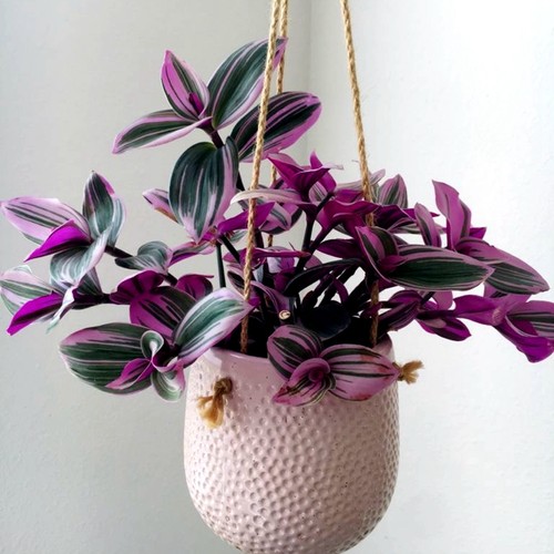 婚礼油画北欧INS阳台桌面竹芋