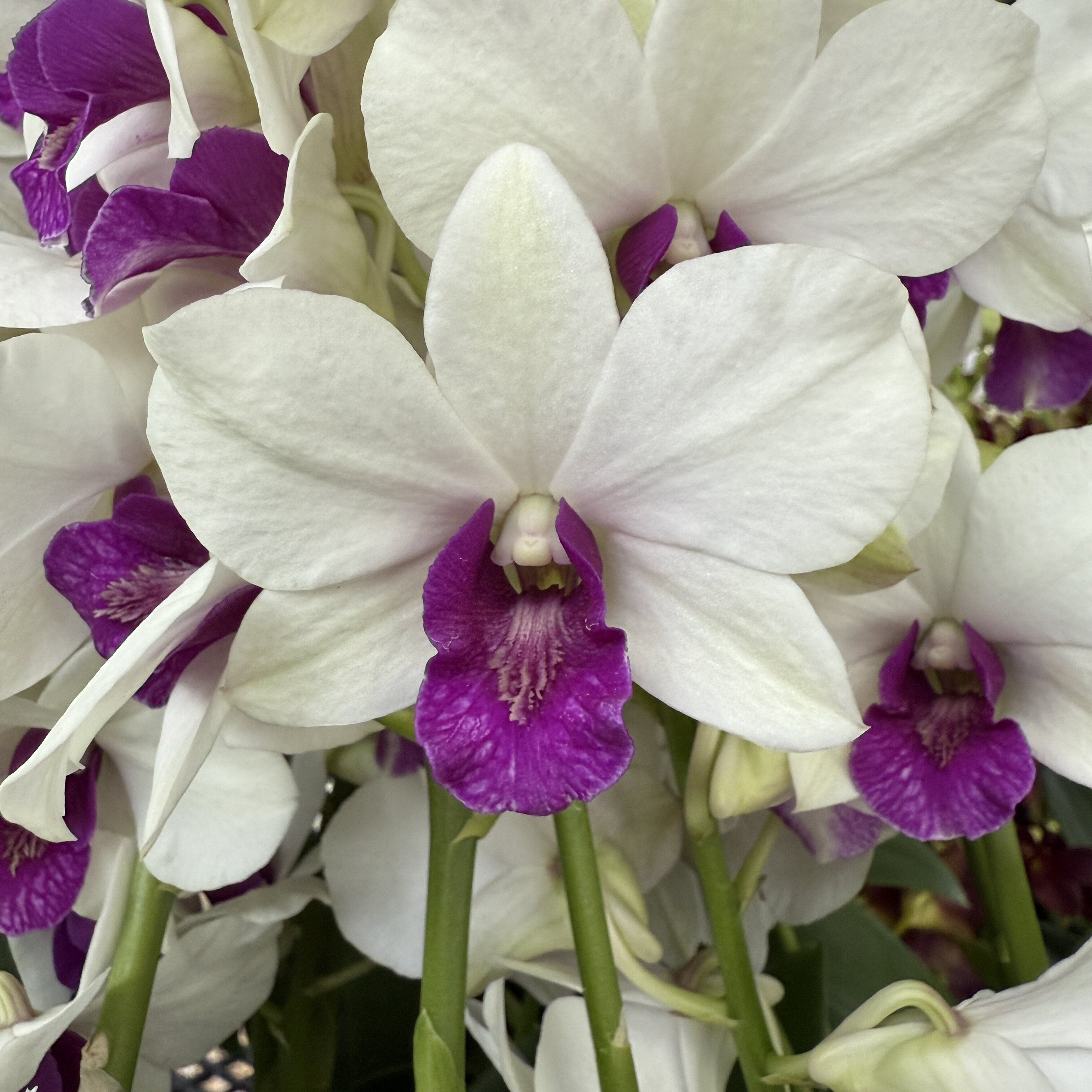 【忘言园艺39】泰秋石斛兰D.Big charming大白脸 经典品种大花