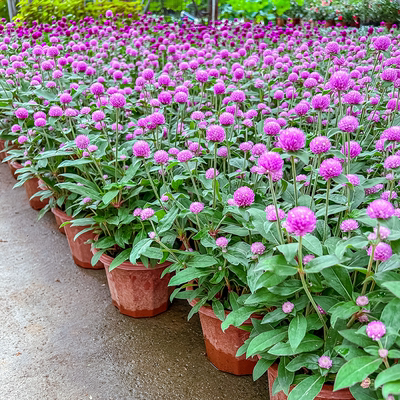 千日红带花盆栽庭院阳台四季开花