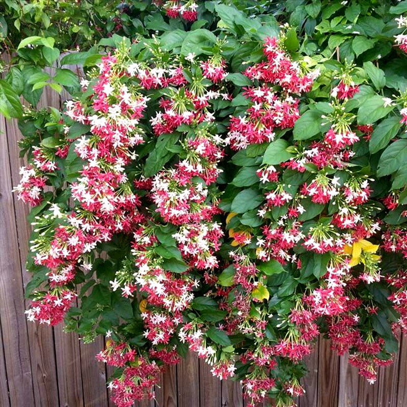 水使君子爬藤阳台庭院花卉植物开花浓香型花园爬墙绿植盆栽好养活