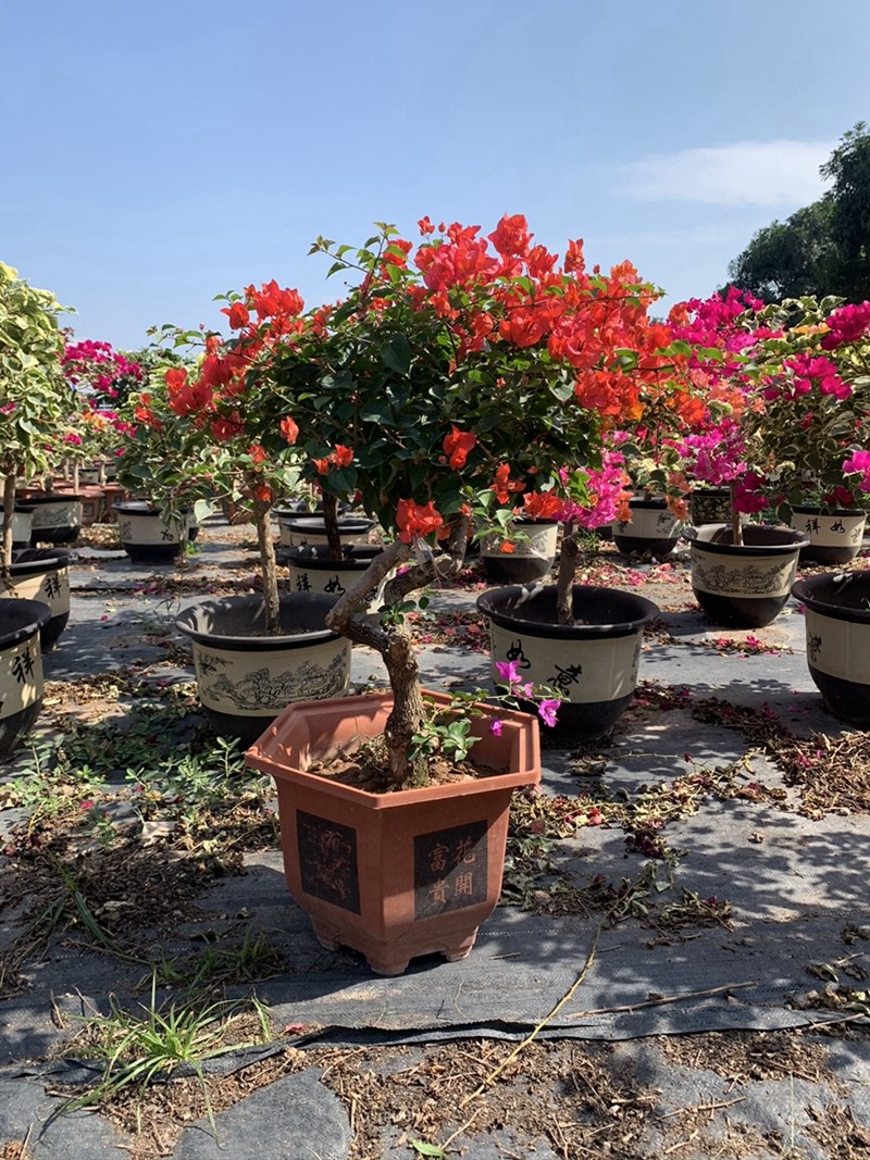 【忘言园艺】广州三角梅盆景桩六角盆嫁接五雀 4-5个颜色庭院别墅