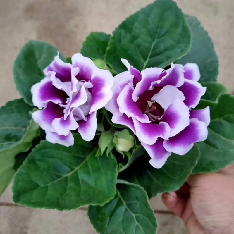绿植园艺芙蓉花重瓣桌面大岩桐