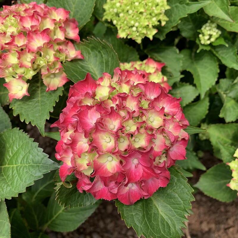 绣球花 开花梦幻红宝石盆栽绿植阳台庭院花园广州基地精选带花