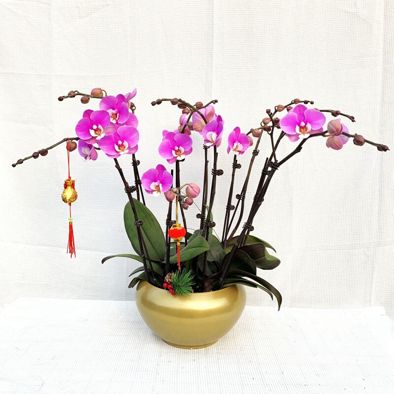【忘言园艺】广州年宵花蝴蝶兰艺术组盆大盆兰花开花植物桌面客厅