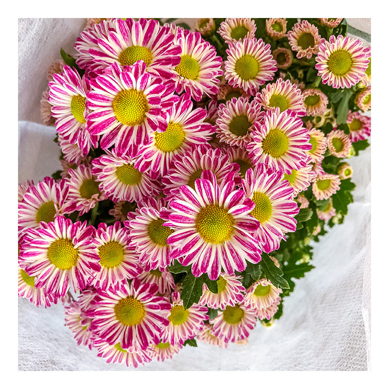 美人菊盆栽多头菊花阳台庭院开花植物耐阴好养花卉绿植广州基地严