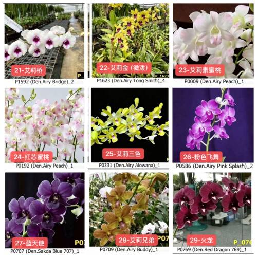泰国秋石斛（小苗10颗）编码【21--30】小苗不带花对版
