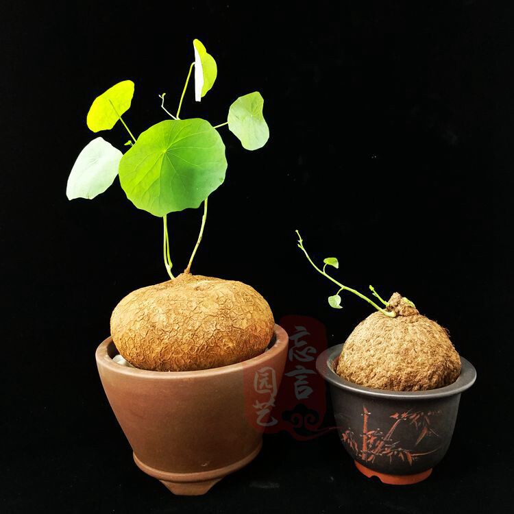 金不换爬藤块根山乌龟甲龙田七镇宅好养四季常绿阳台房间绿植好养