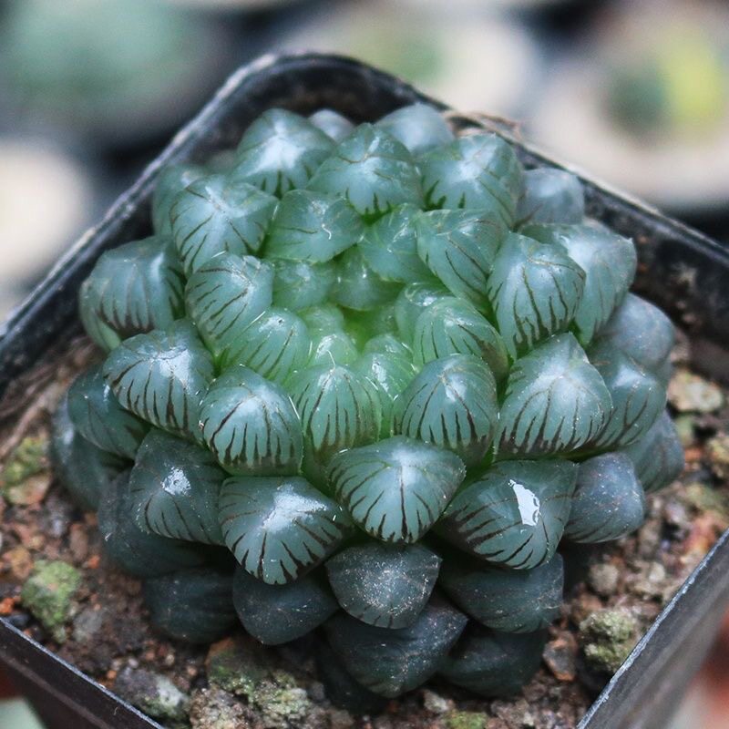 2盆玉露带盆批发价耐热喜阴十二多肉植物