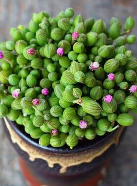京童子西瓜球佛珠多肉植物