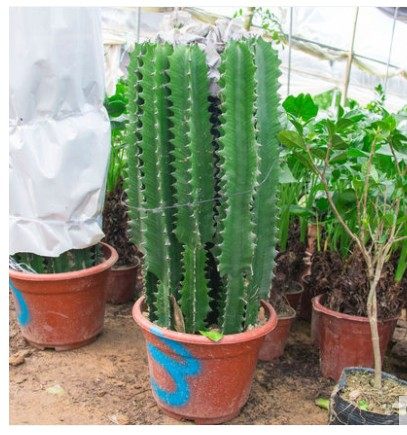 龙骨盆栽大植物清仓龙骨玉麒麟仙人柱量天尺多肉植物盆景室内植物