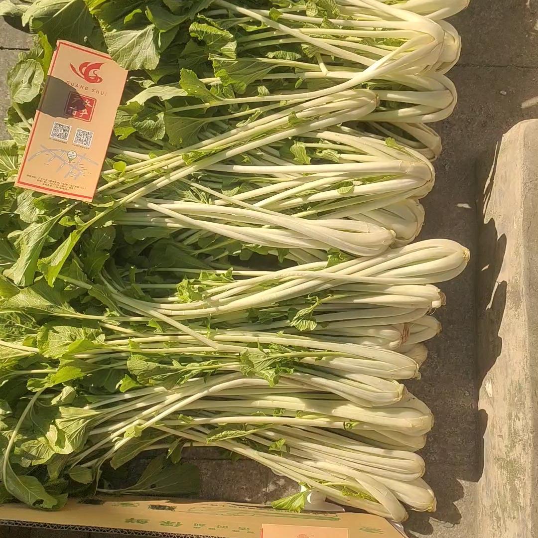 新鲜高杆白菜水腌菜广水高山箭杆白应山（只发成品腌制好的）