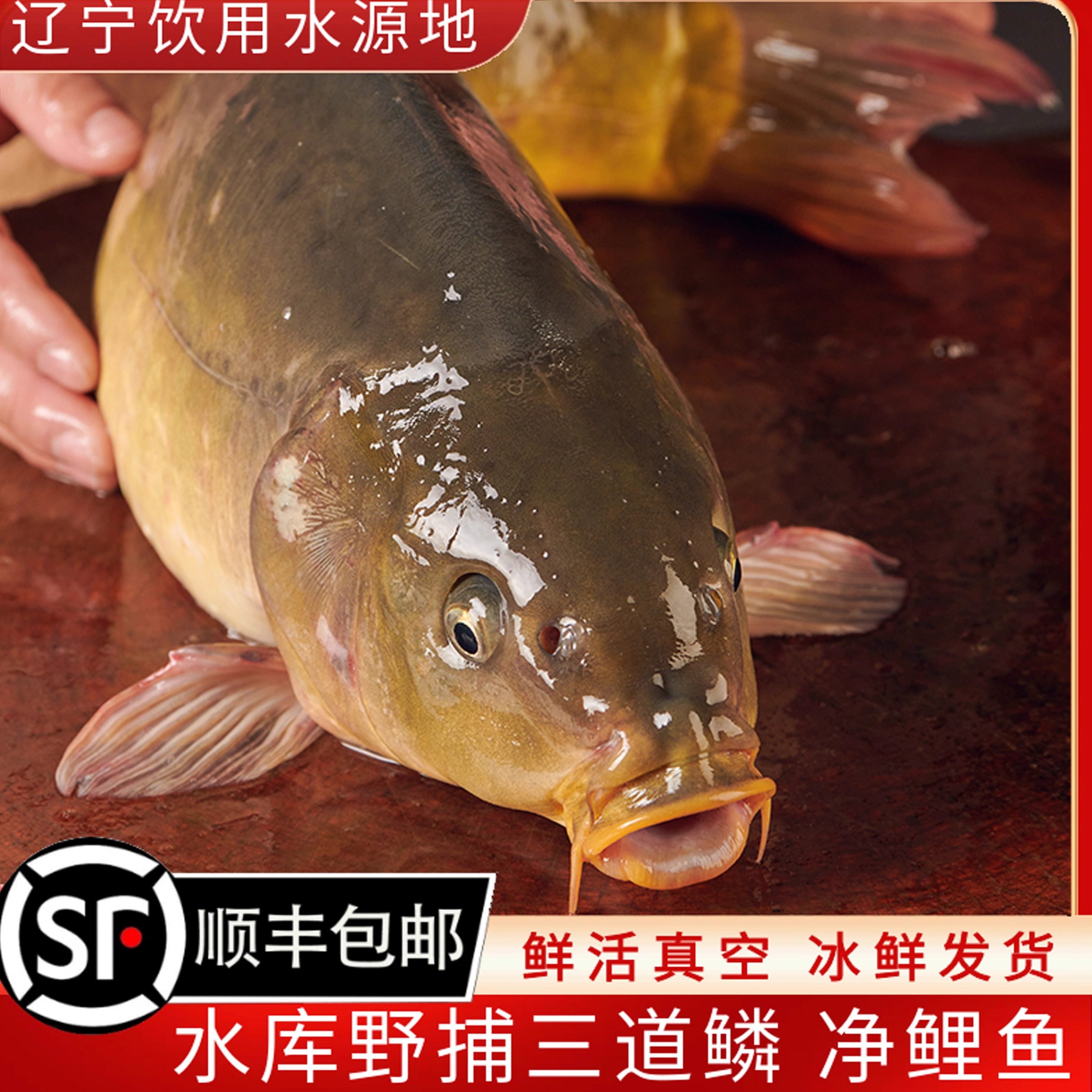 东北生态鲤鱼 三道鳞野捕镜鱼净鲤鱼框镜裸鲤新鲜淡水鱼 顺丰包邮