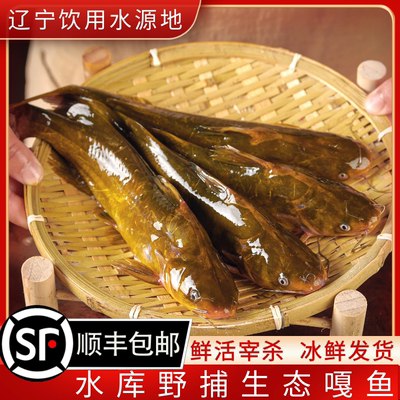 桓仁水库野捕黄辣丁黄骨鱼嘎鱼