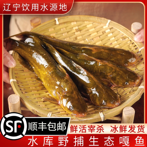 桓仁水库野捕黄辣丁黄骨鱼嘎鱼