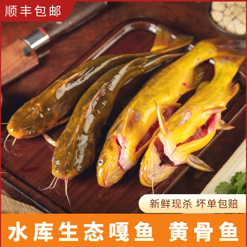 桓仁水库生态嘎鱼野捕黄骨鱼嘎牙子黄辣丁刺鱼鲜活现杀1500g包邮