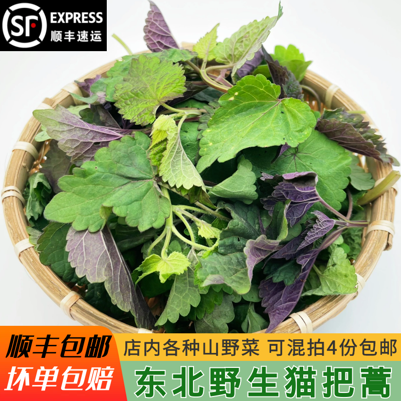 猫把蒿 东北野生山野菜250g 蘸酱菜食用野菜猫把呼 拍4份顺丰包邮