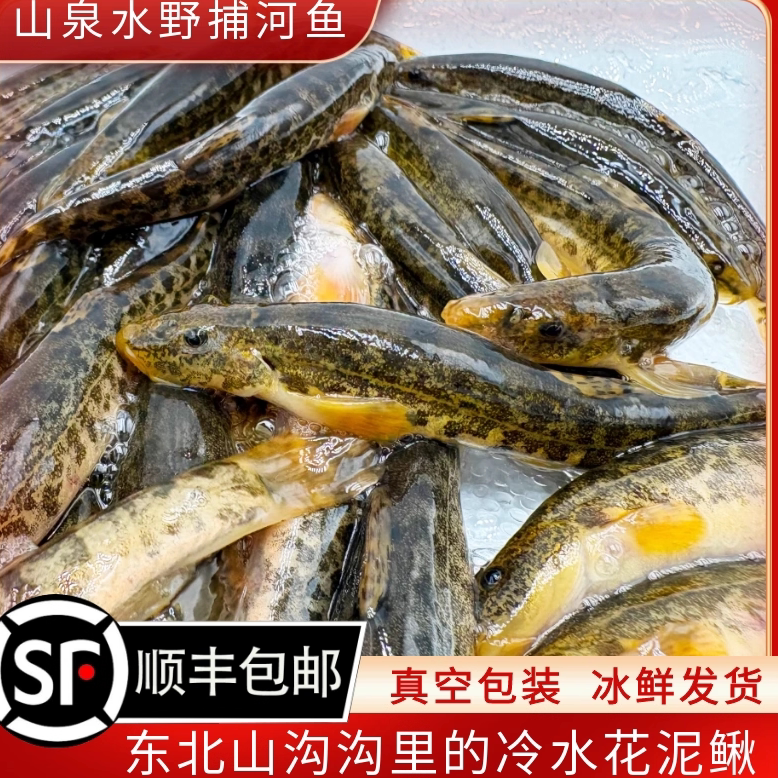 东北野捕溪水花泥鳅鱼 鲜活冰鲜带籽 东北特产冷水河鱼花梨棒子鱼