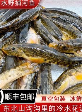 东北野捕溪水花泥鳅鱼 鲜活冰鲜带籽 东北特产冷水河鱼花梨棒子鱼