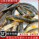 东北野捕溪水花泥鳅鱼 东北特产冷水河鱼花梨棒子鱼 鲜活冰鲜带籽