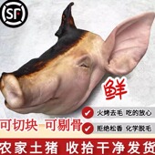 包邮 现宰烤毛免收拾生猪头带骨土猪头肉食品 农家新鲜土猪头 猪头