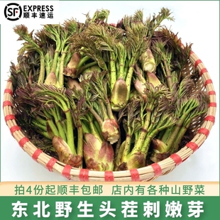 包邮 刺嫩芽 拍4份顺丰 食用刺龙牙刺老芽 东北野生新鲜山野菜250g