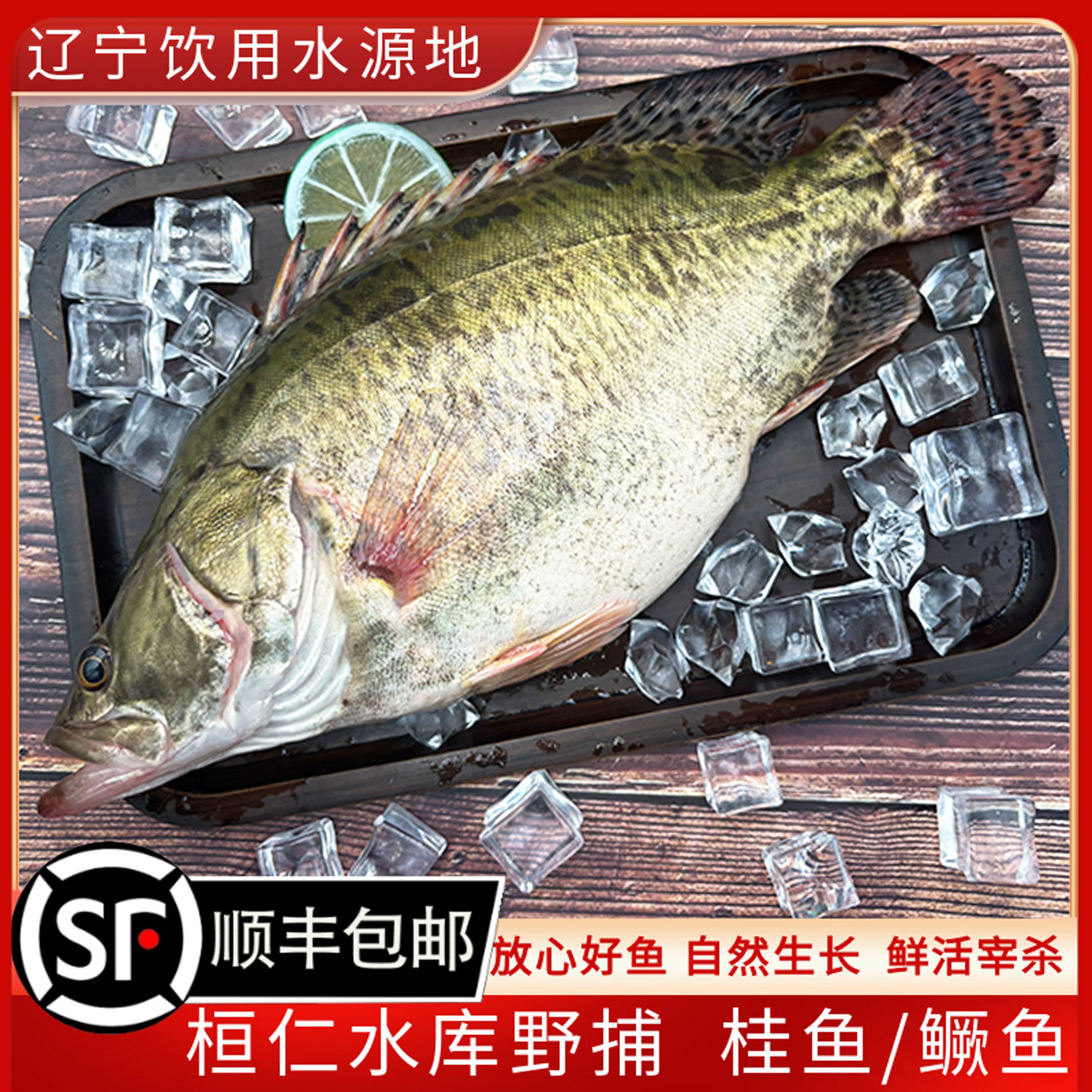 桂鱼鲜活现杀 东北水库野捕生态鱼鳜鱼 鳌花鱼冷水淡水鱼顺丰包邮