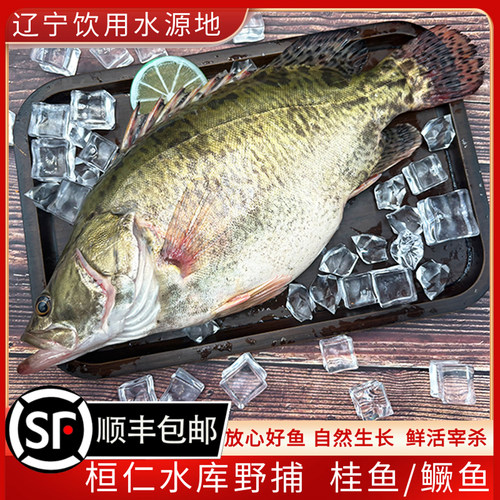 桂鱼鲜活现杀 东北水库野捕生态鱼鳜鱼 鳌花鱼冷水淡水鱼顺丰包邮