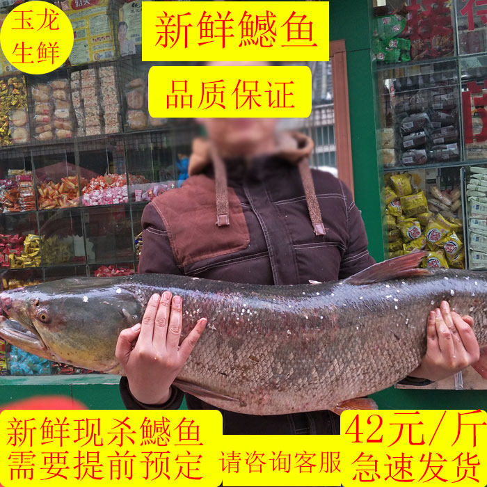 新鲜食用鳡鱼黄钻水老虎大口鳡鳏翘嘴鱼鲜活淡水鱼丹江口直发