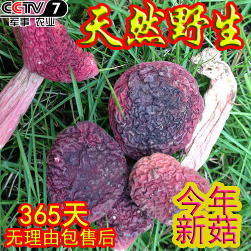 深山野生正宗红菇珍贵药材特级干