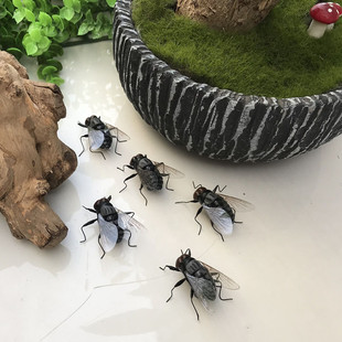 苍蝇仿真昆虫模型绿豆蝇舞台道具拍摄早教识物道具磁性冰箱贴