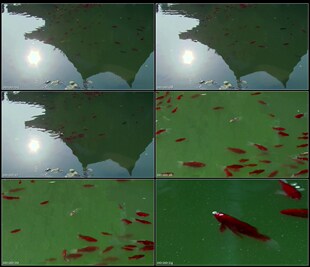 空境城墙树叶繁茂池塘水中古建筑太阳倒影金鱼高清实拍视频素材