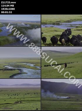 玛曲县阿万仓湿地草原牧民放牧牦牛生活栖息高清实拍视频素材