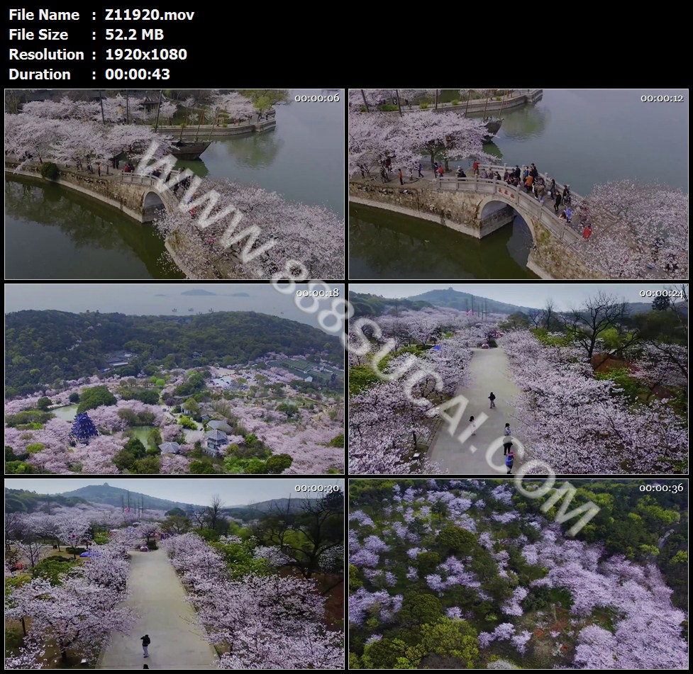 无锡鼋头渚长春桥樱花谷樱花高清实拍视频素材