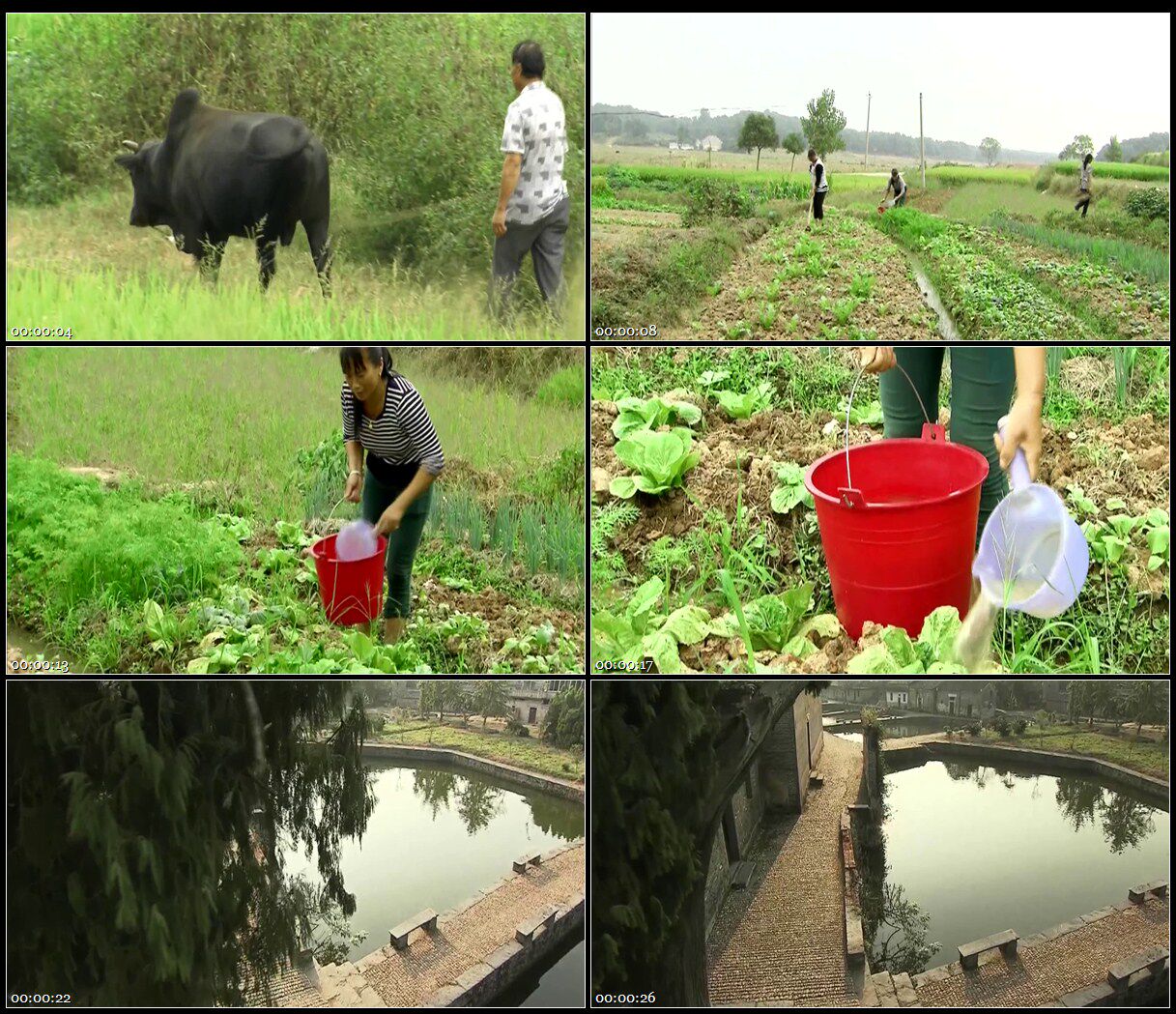 古村村民放牛田地妇女种菜浇水古建筑池塘樟树高清实拍视频素材