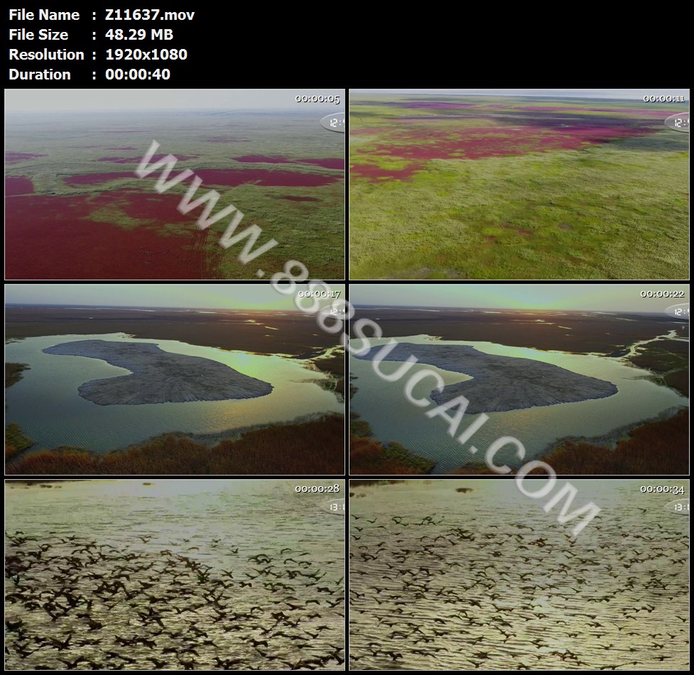 江苏国家自然保护区盐城湿地候鸟停留迁徙高清实拍视频素材