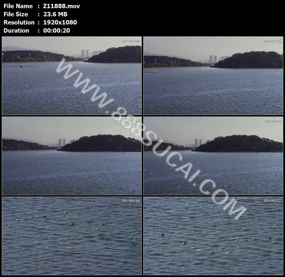 太湖飞鸟自然风景空境高清实拍视频素材