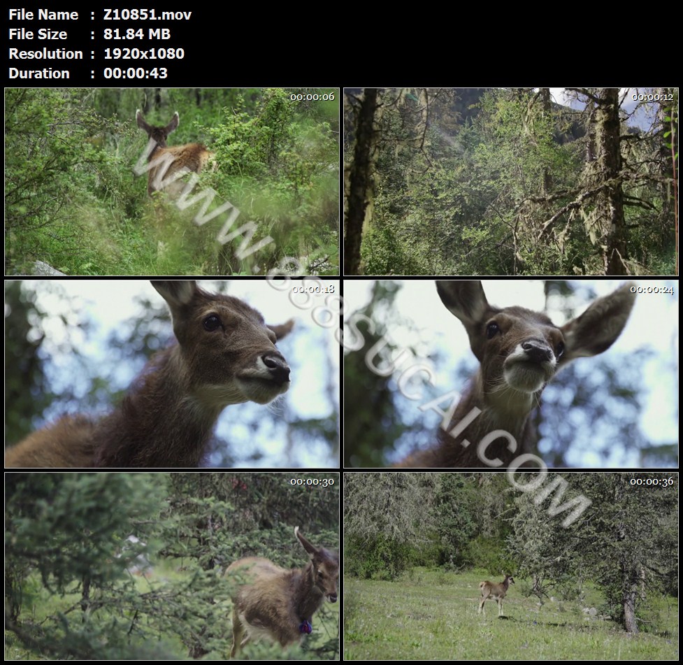 甘孜白唇鹿野外生活觅食丛林高清实拍视频素材